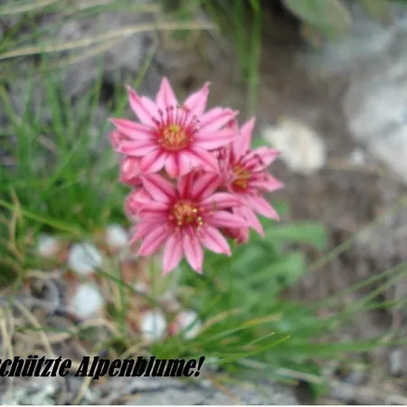 Achat Appartement-fewo 4-bettwohnung Nr- 3 By Interhome Apartment Saas-Fee